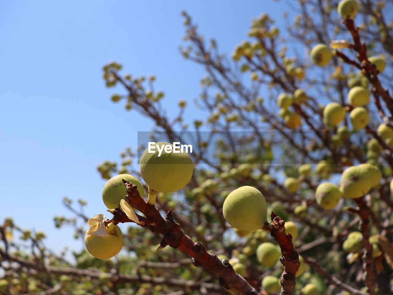 LOW ANGLE VIEW OF FRUITS GROWING ON TREE