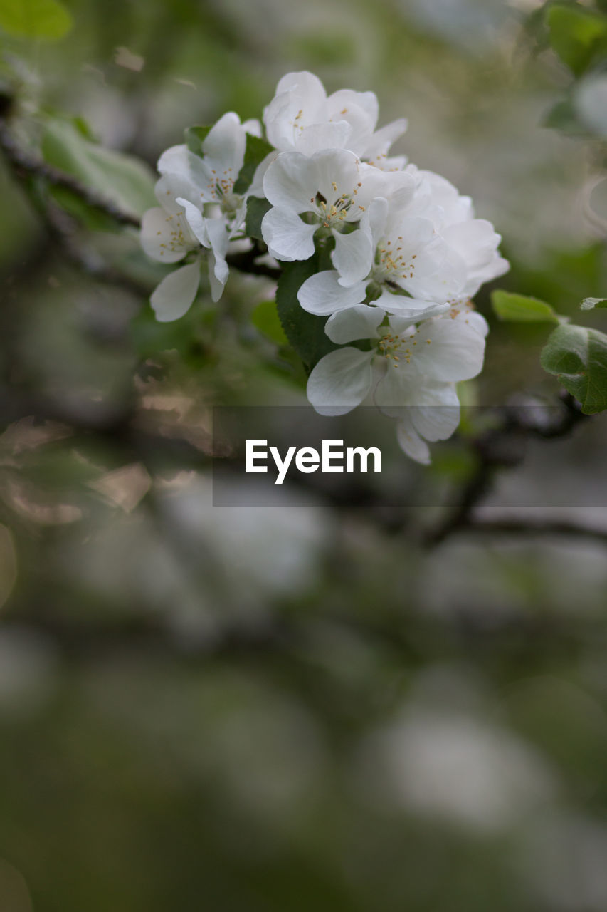 CLOSE-UP OF WHITE CHERRY BLOSSOMS