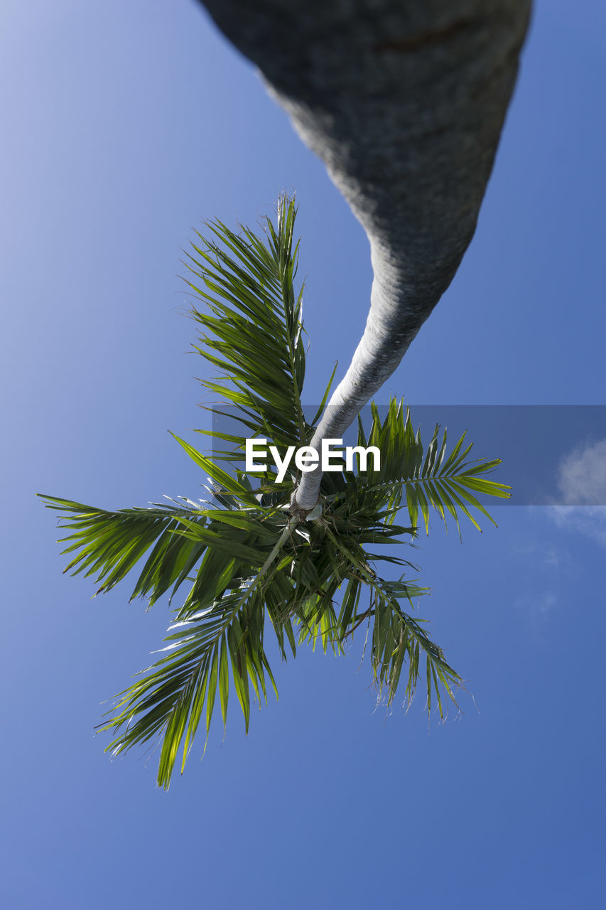 LOW ANGLE VIEW OF BIRD ON TREE AGAINST CLEAR BLUE SKY