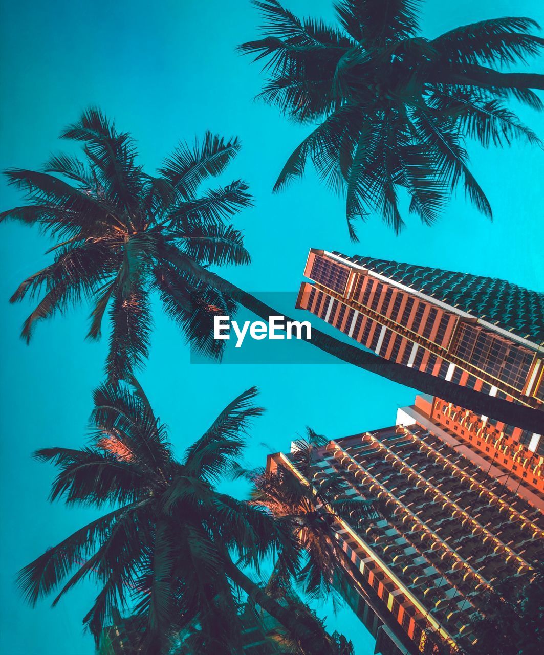 Low angle view of palm trees against blue sky