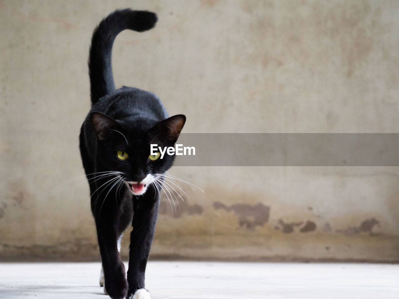 Portrait of black cat against wall