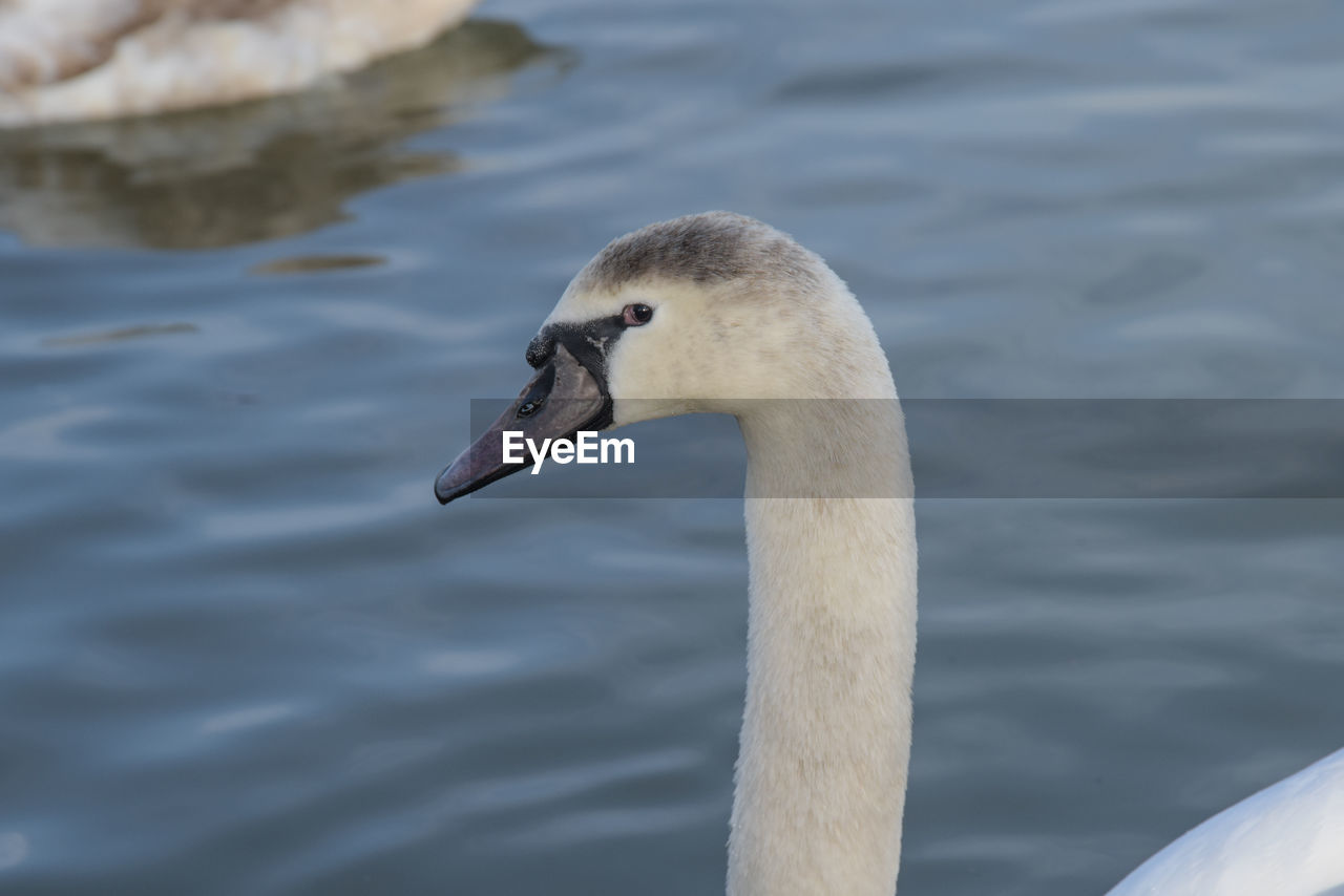 SIDE VIEW OF A SWAN IN LAKE