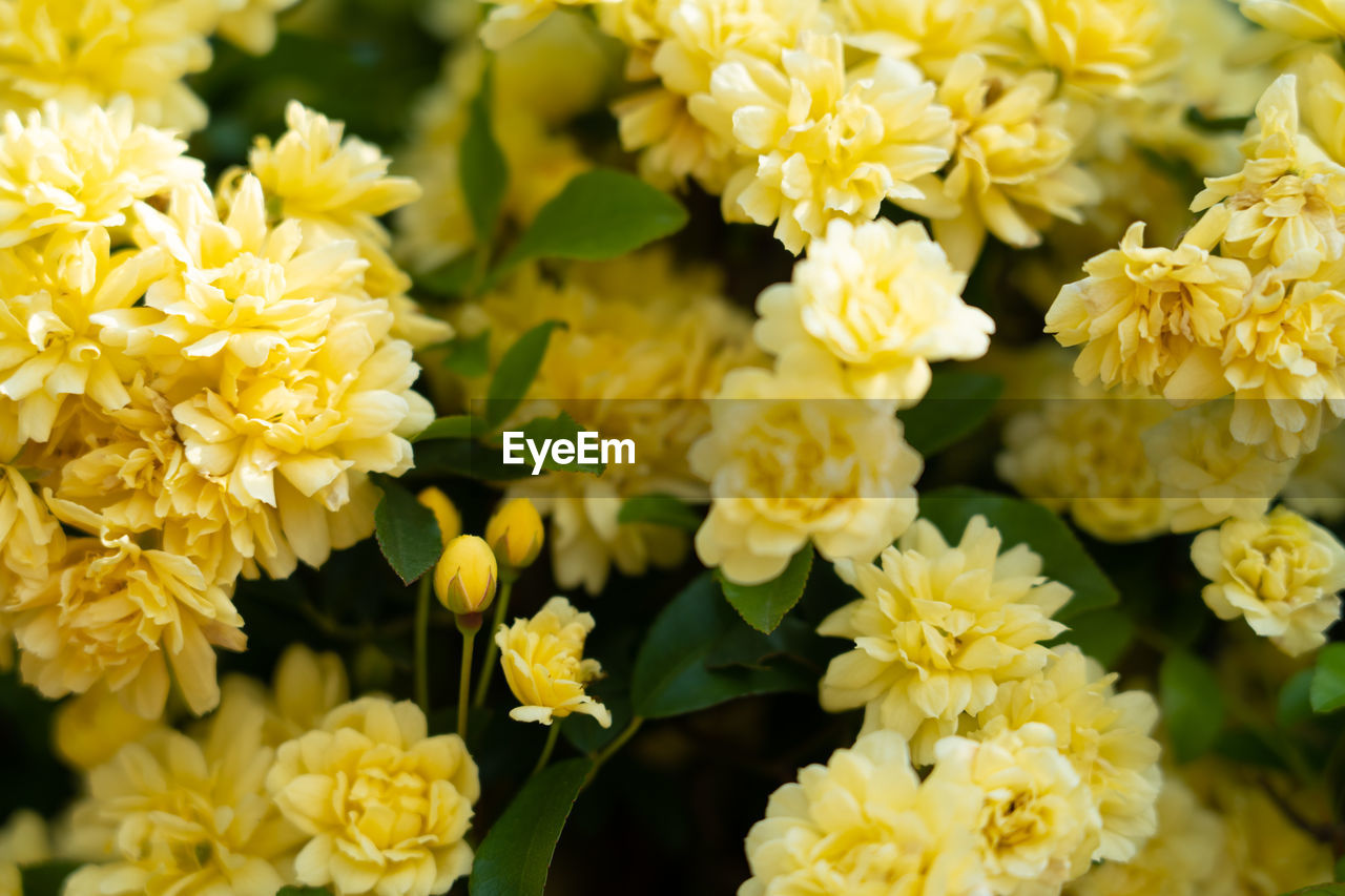 Close-up of yellow flowering plants