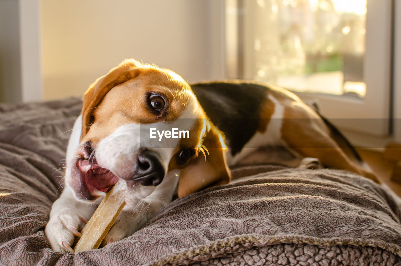 Dog relaxing indoors