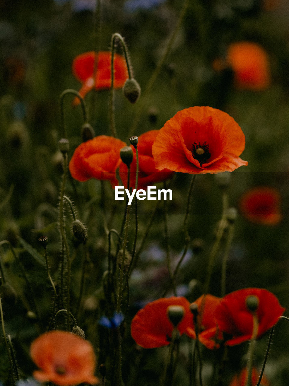 Close-up of red poppy flowers