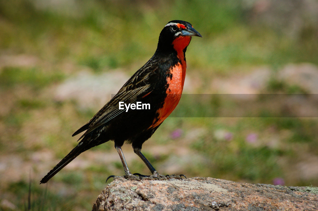 CLOSE-UP OF A BIRD