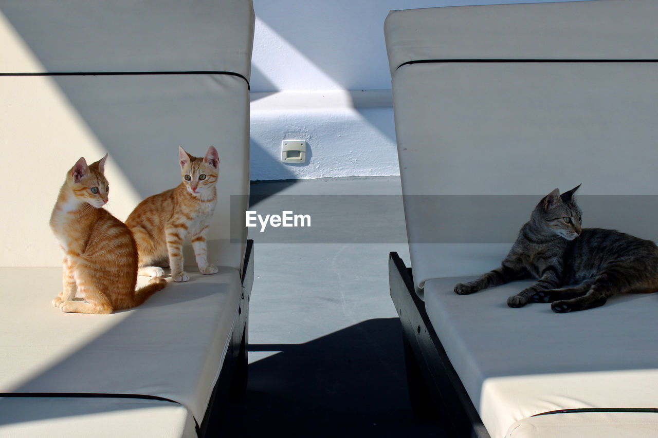 cat, mammal, animal, animal themes, pet, domestic animals, domestic cat, feline, one animal, felidae, small to medium-sized cats, no people, carnivore, sitting, indoors, furniture, relaxation, transportation