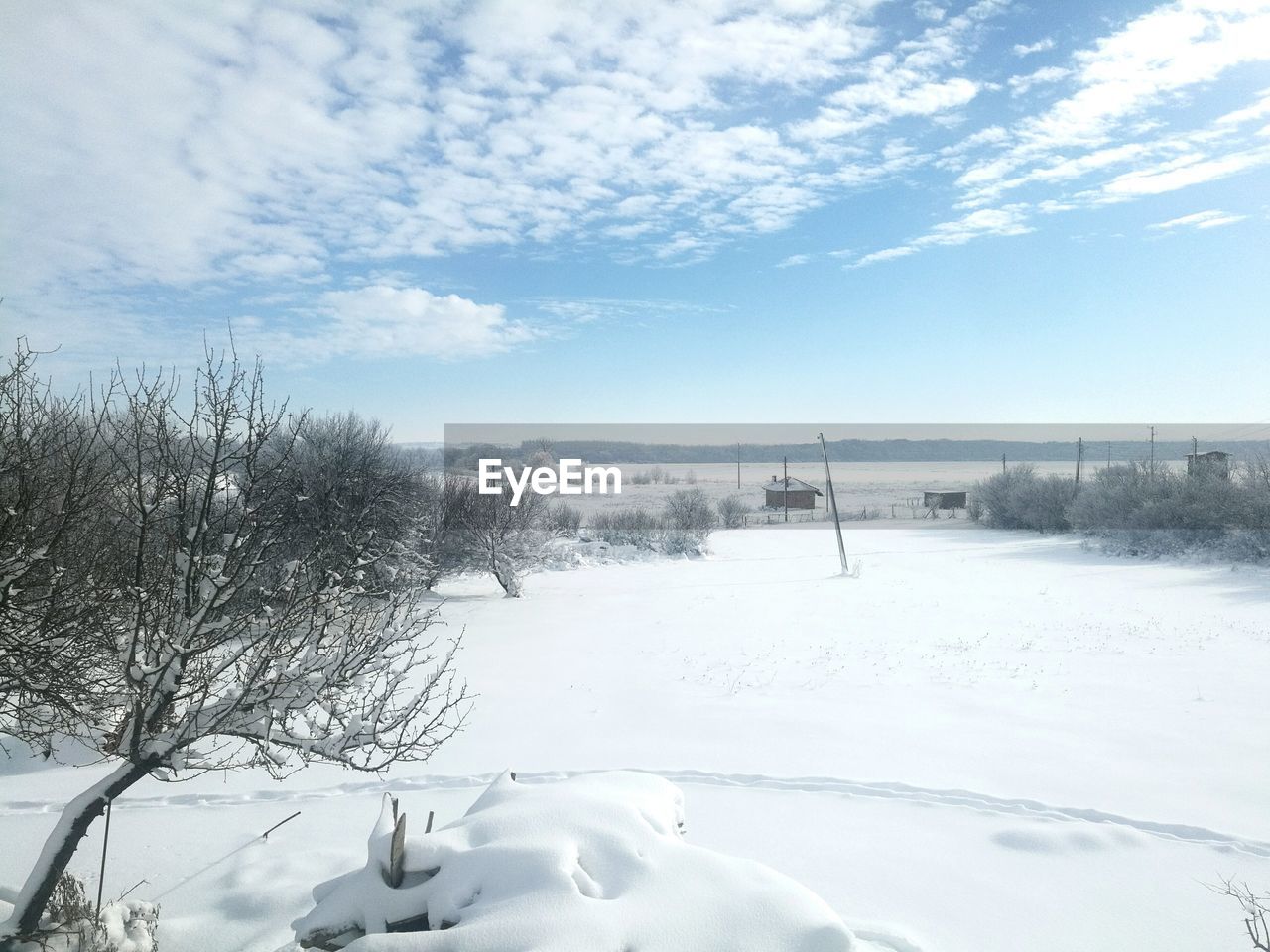 SCENIC VIEW OF TREE AGAINST SKY