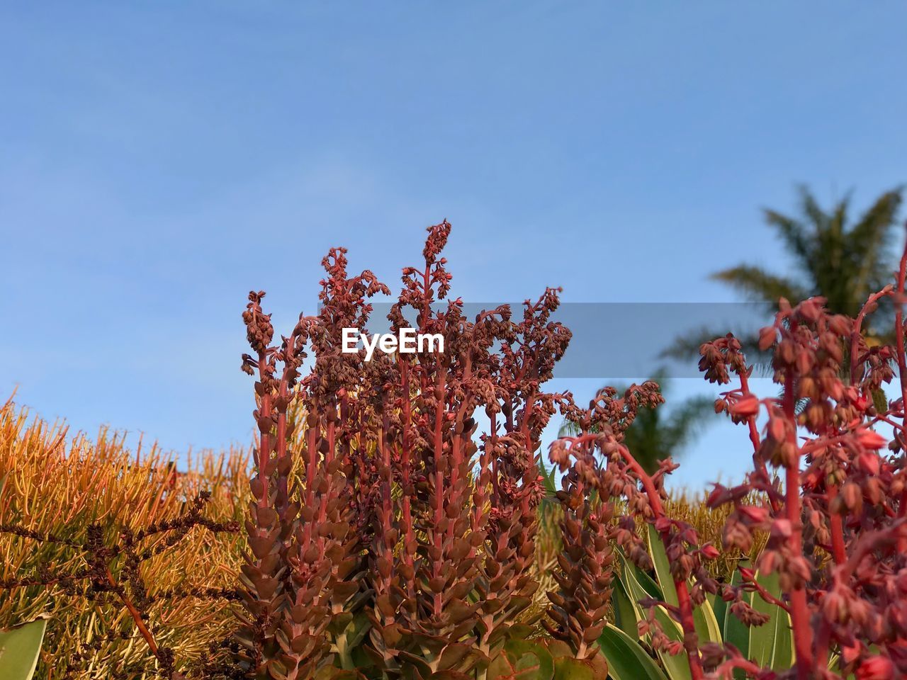 Low angle view of flower trees against clear sky