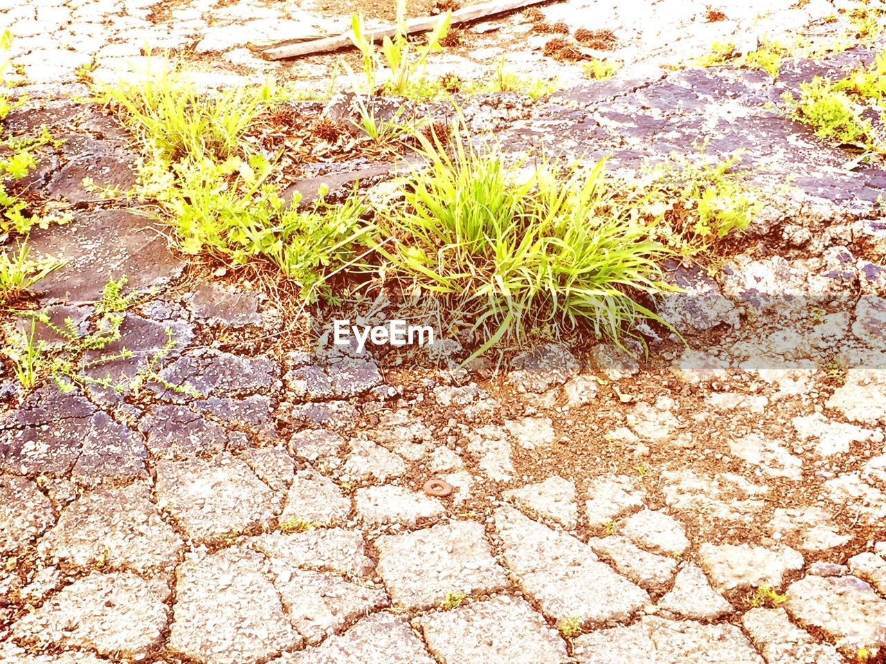 PLANTS GROWING ON ROCKS