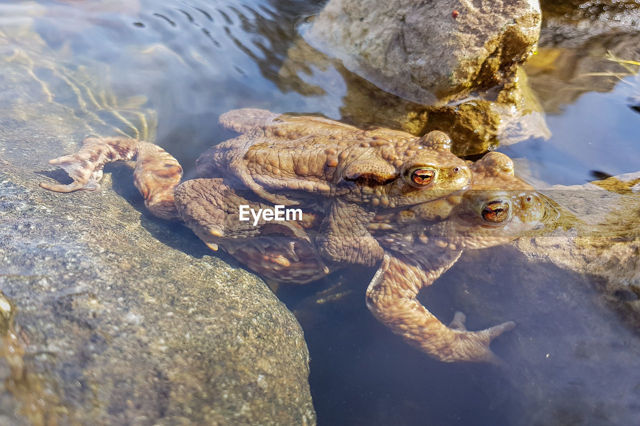 Two frogs in water