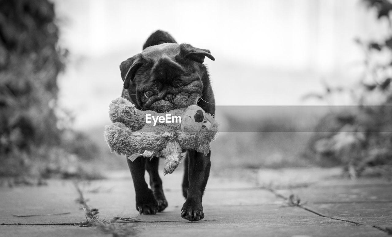 Portrait of pug carrying stuffed toy in mouth on footpath