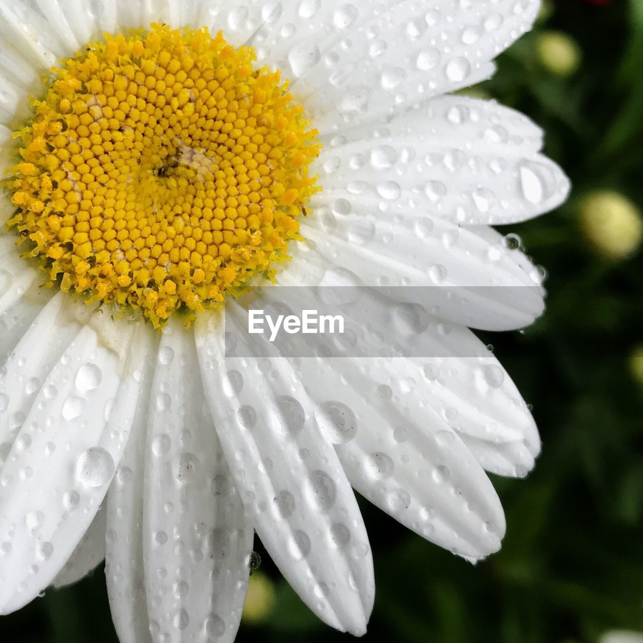 Close-up of water drops on flower