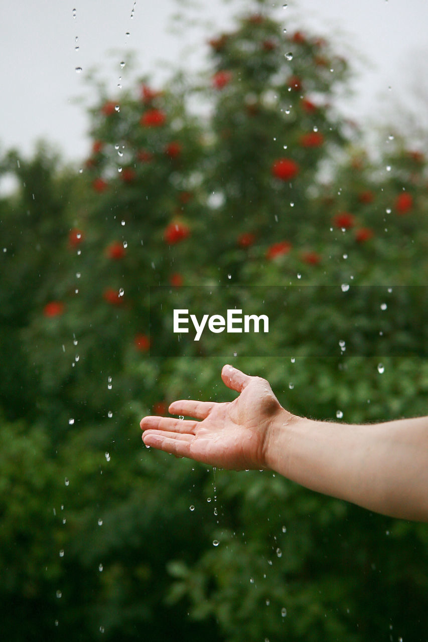 Cropped hand of person against trees during rainy season