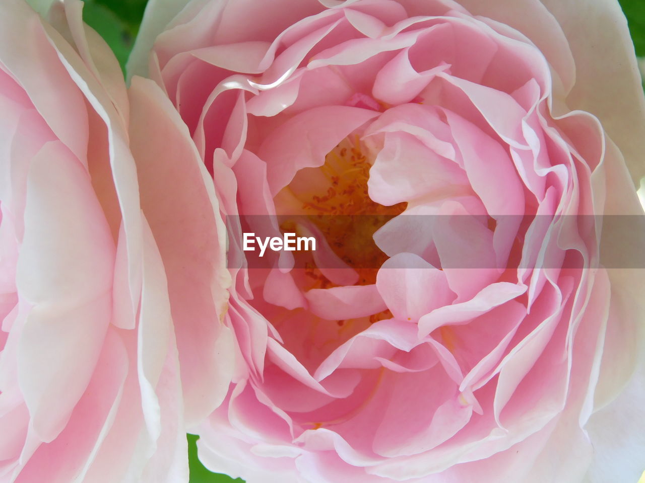 FULL FRAME SHOT OF PINK ROSE