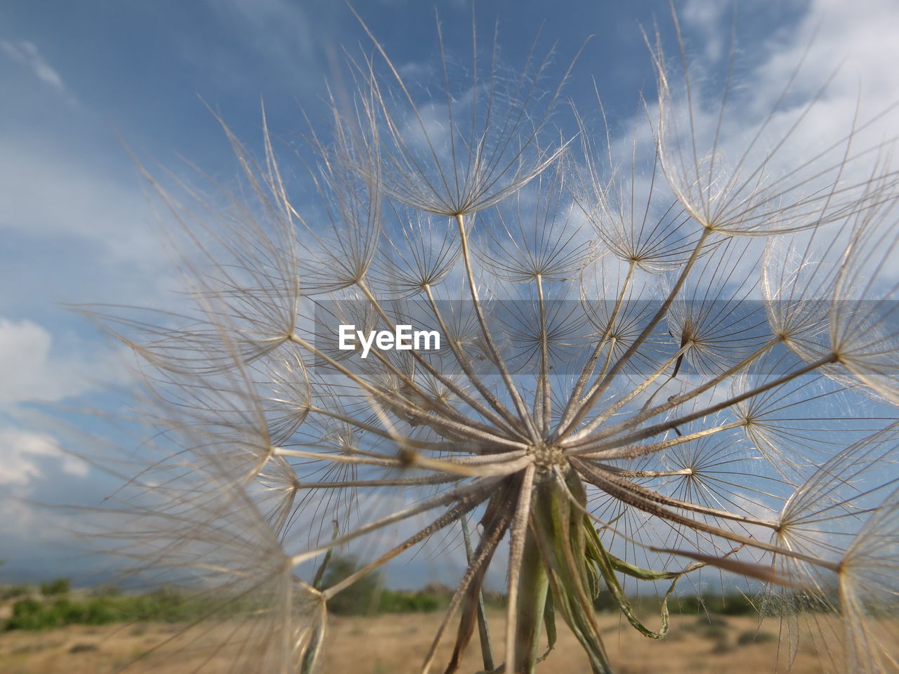 CLOSE-UP OF DANDELION AGAINST SKY