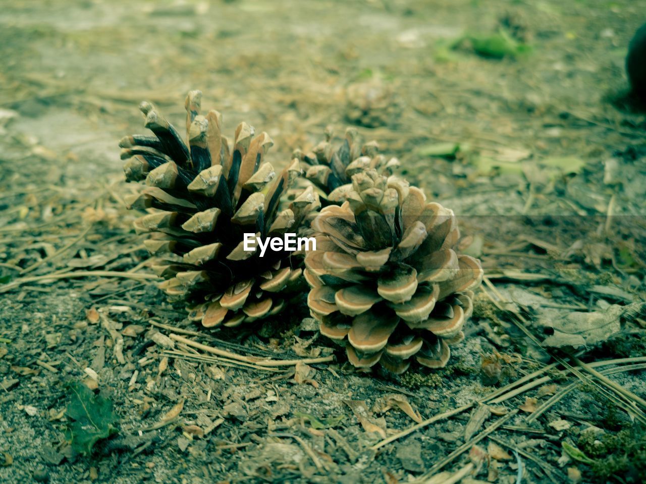 HIGH ANGLE VIEW OF PINE CONES ON FIELD