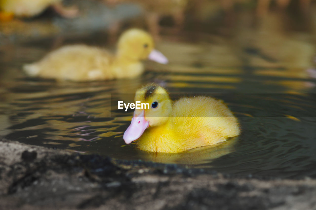 Close-up of swan in water