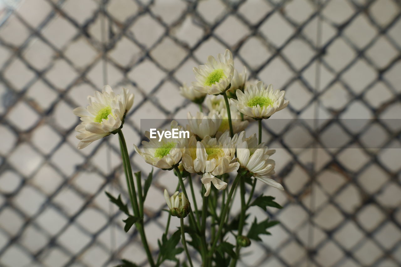 flower, flowering plant, plant, freshness, yellow, beauty in nature, nature, fence, close-up, chainlink fence, fragility, no people, white, focus on foreground, blossom, growth, flower head, selective focus, day, outdoors, spring, petal, inflorescence, green, branch, macro photography