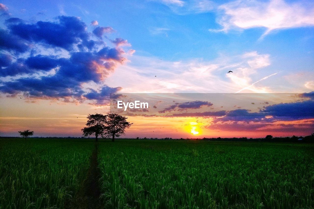 SCENIC VIEW OF FARM AGAINST SKY DURING SUNSET