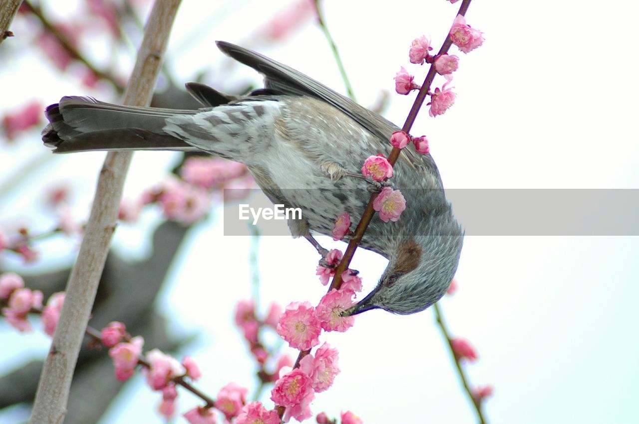 Low angle view of bird perching on plum tree against clear sky