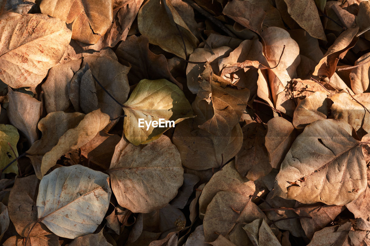 Full frame shot of dried leaves outdoors