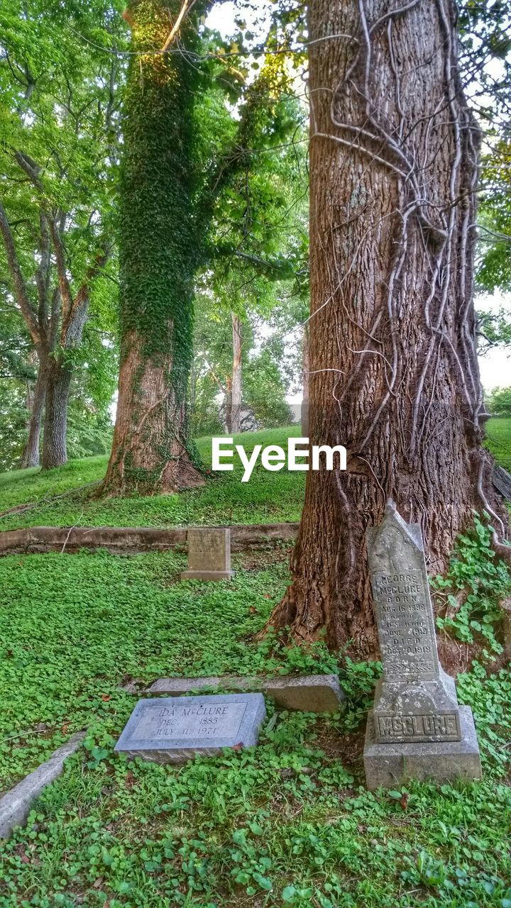 VIEW OF TREES IN PARK