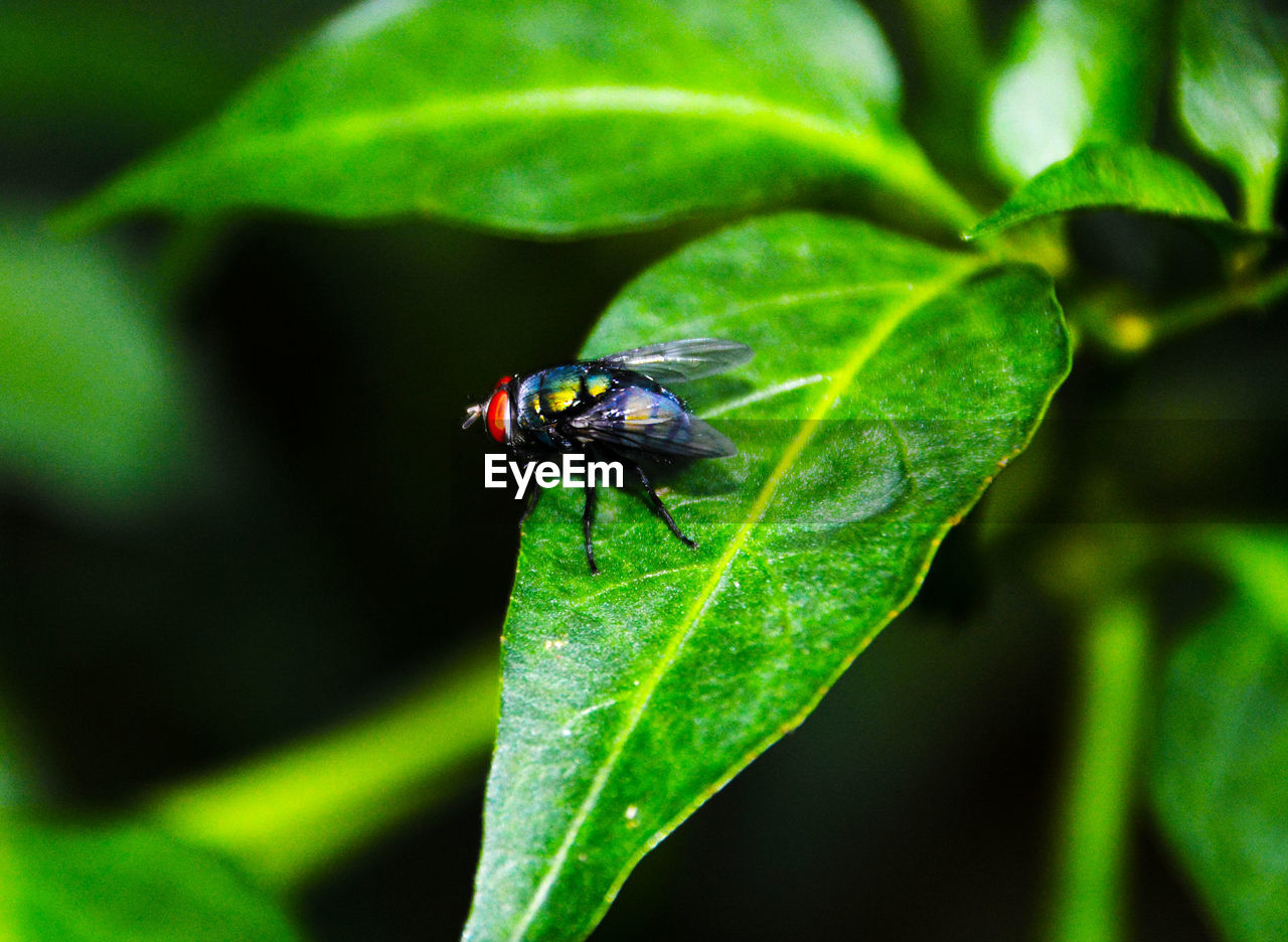 CLOSE-UP OF GRASSHOPPER ON PLANT