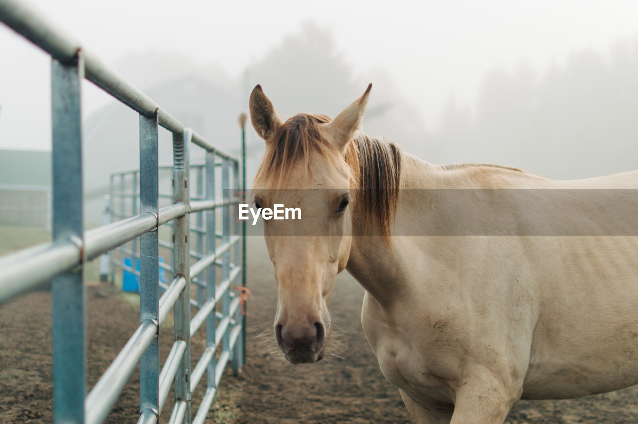 Horse standing in ranch