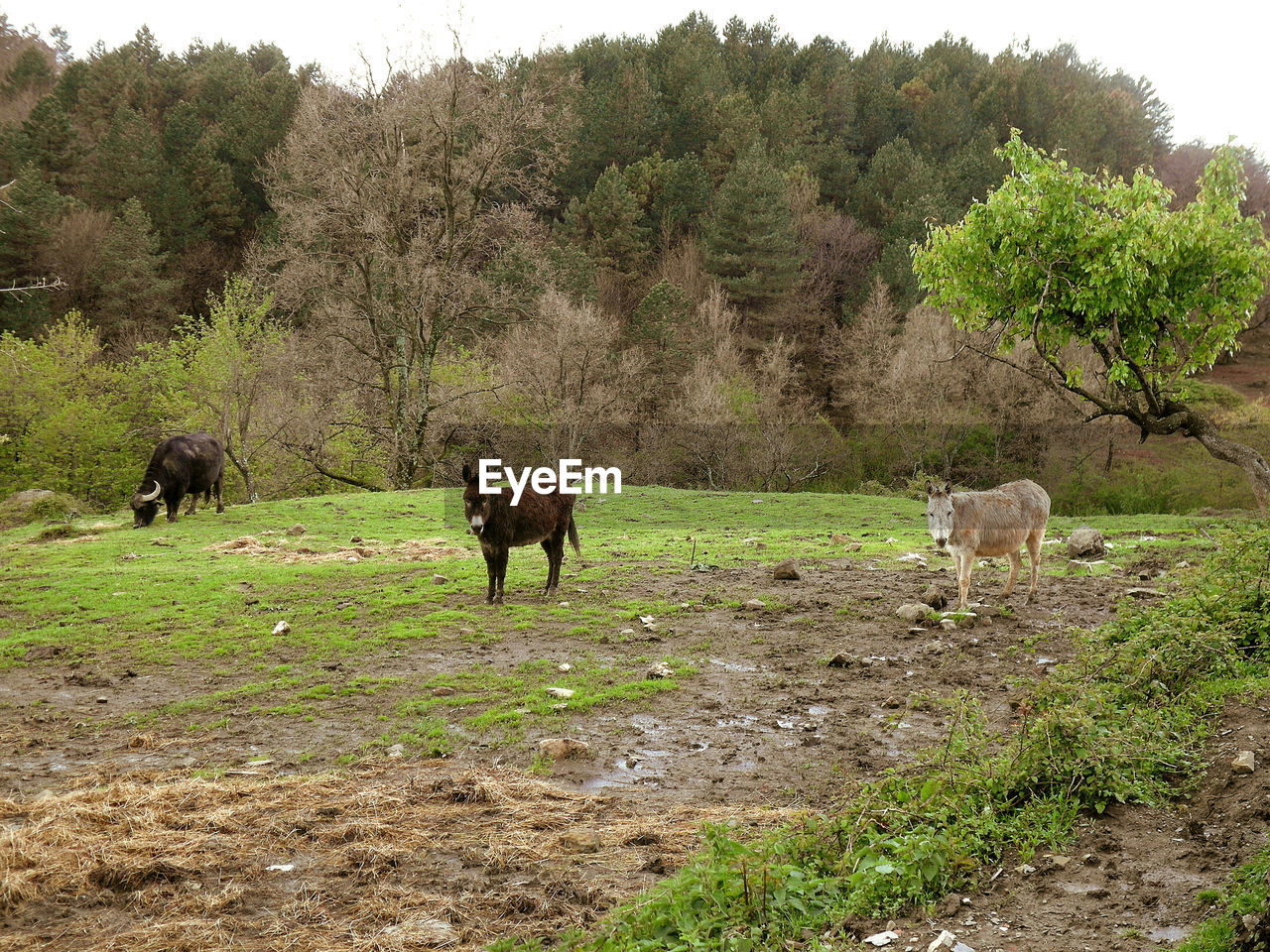 COW GRAZING ON FIELD