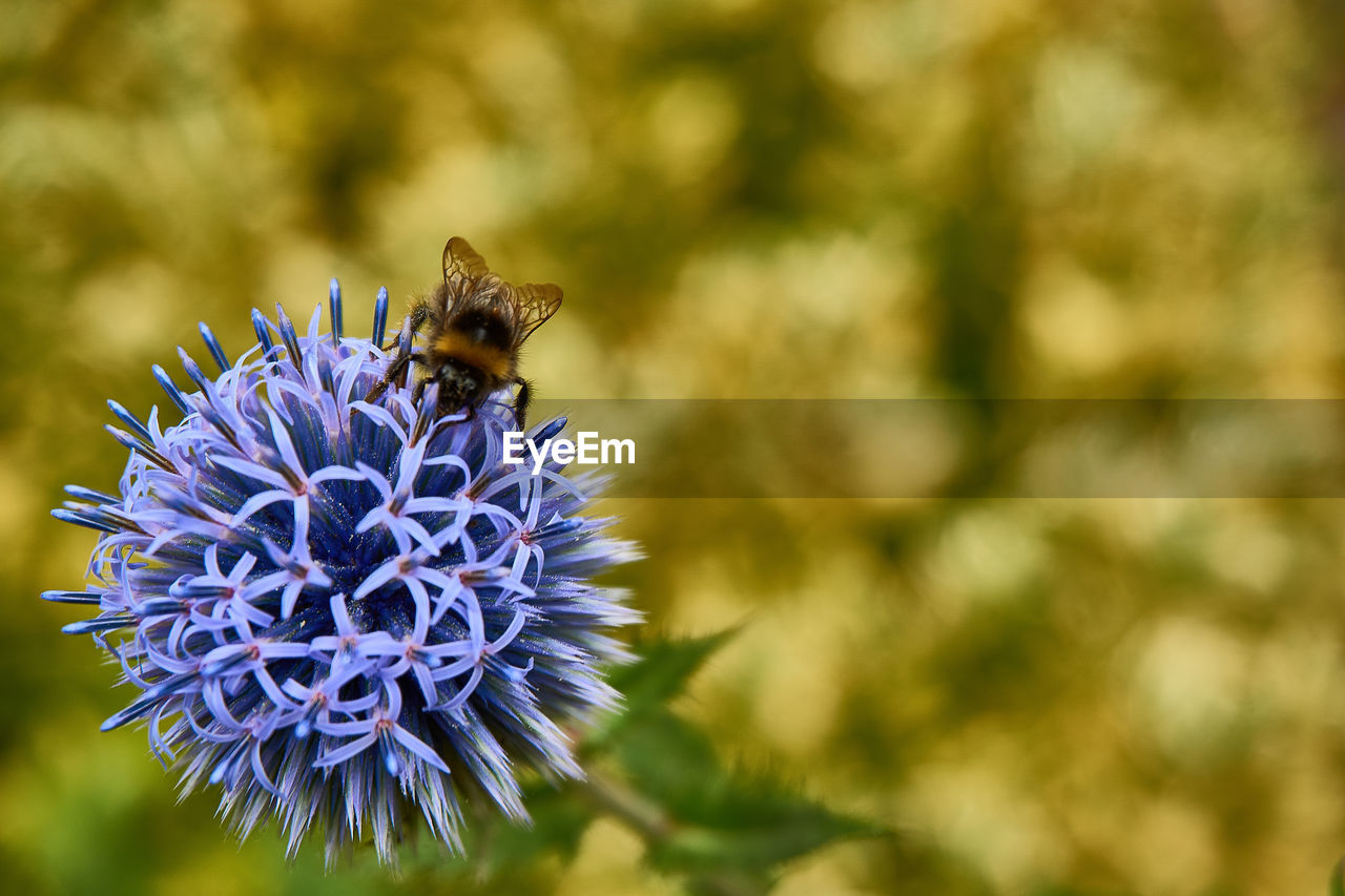 CLOSE-UP OF HONEY BEE POLLINATING ON FLOWER