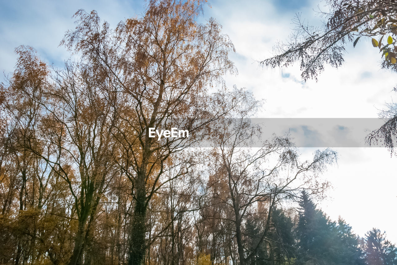 Low angle view of trees against sky