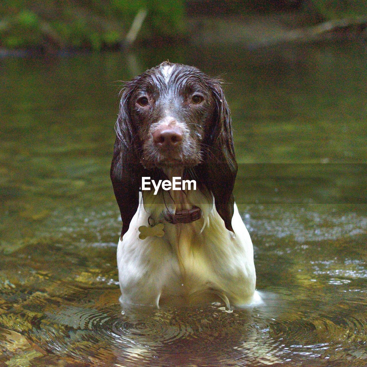 Portrait of wet english springer spaniel in lake