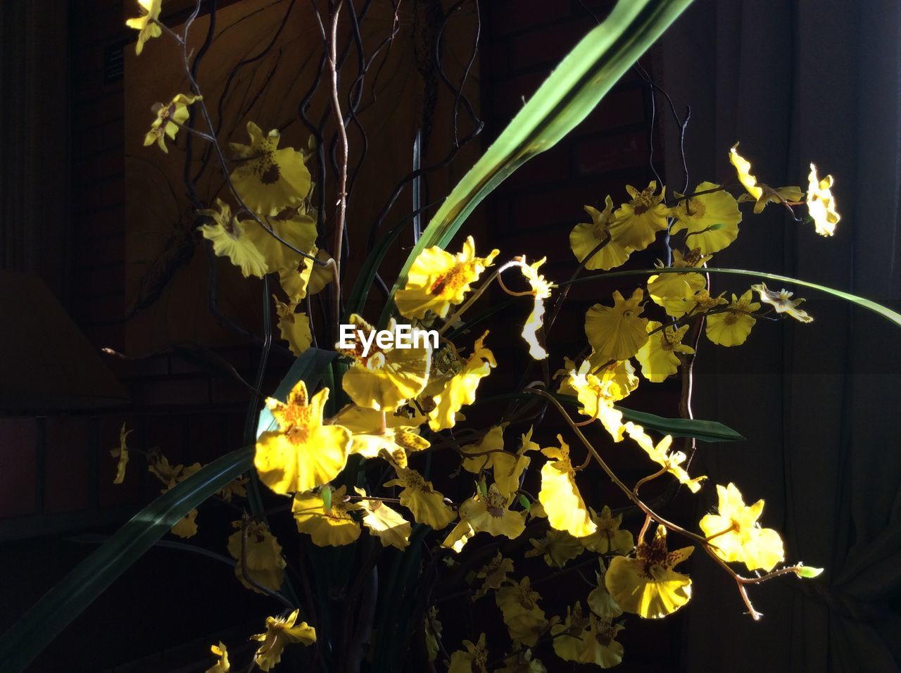 Yellow flowers blooming on plant at home