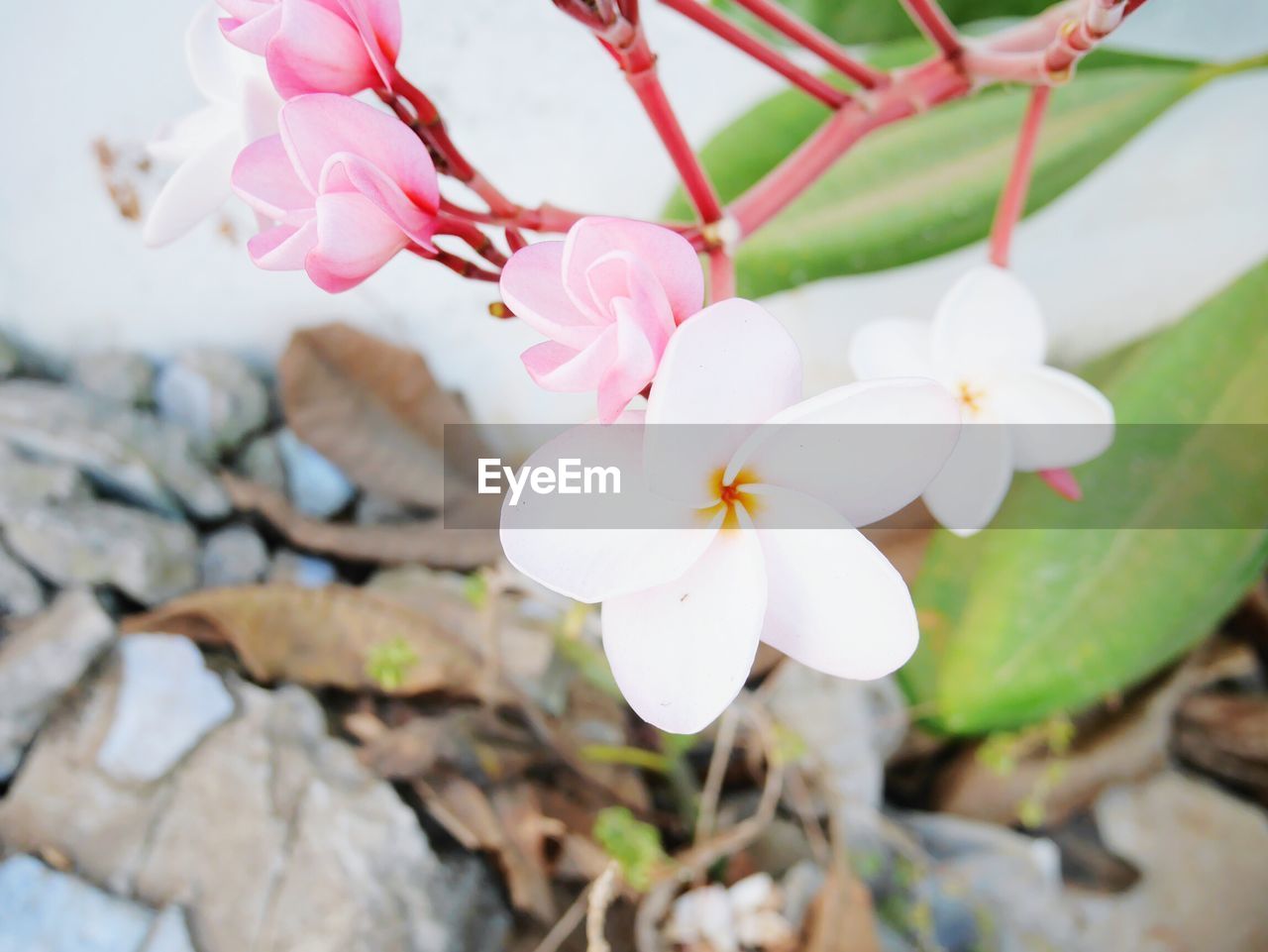 Close-up of pink flowers blooming outdoors