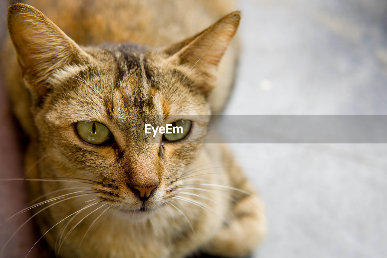 Close-up portrait of tabby cat