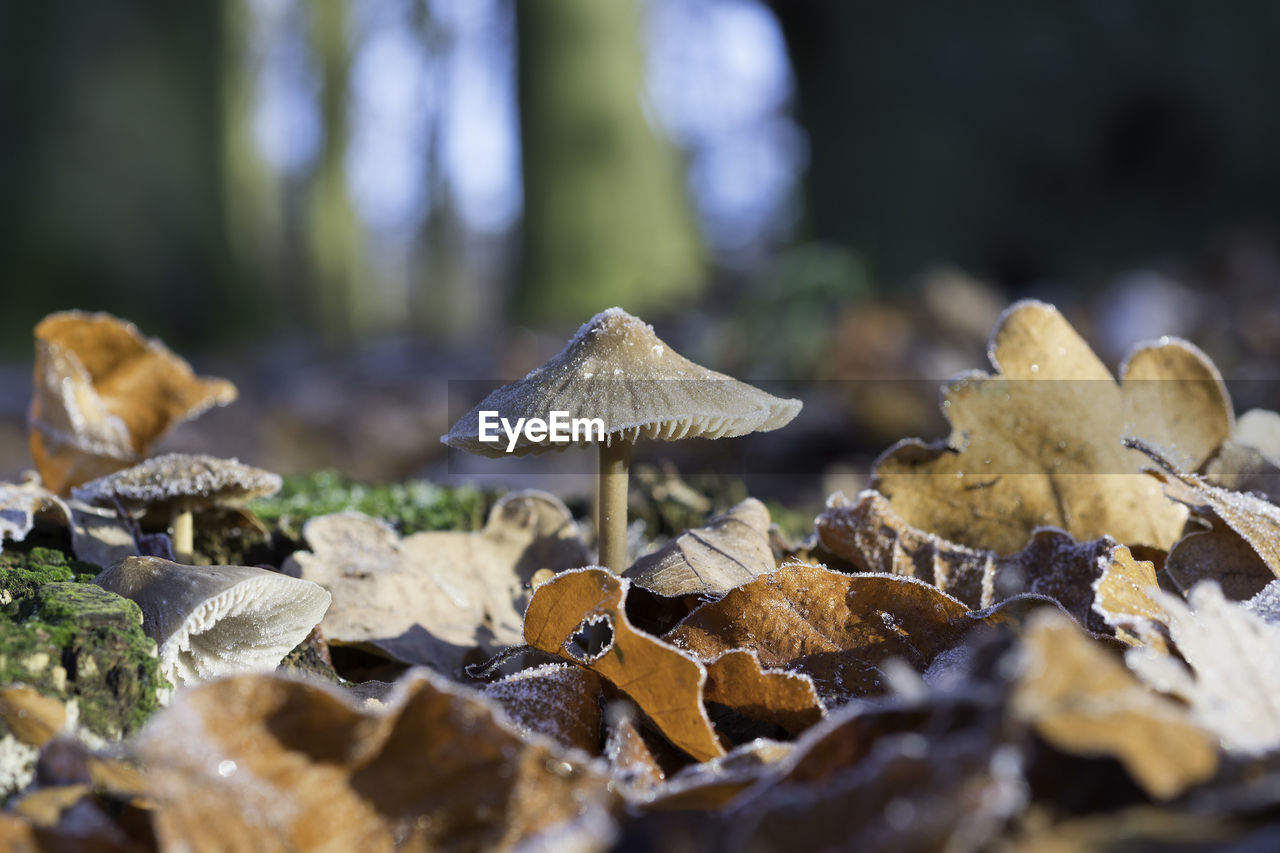 Close-up of mushrooms