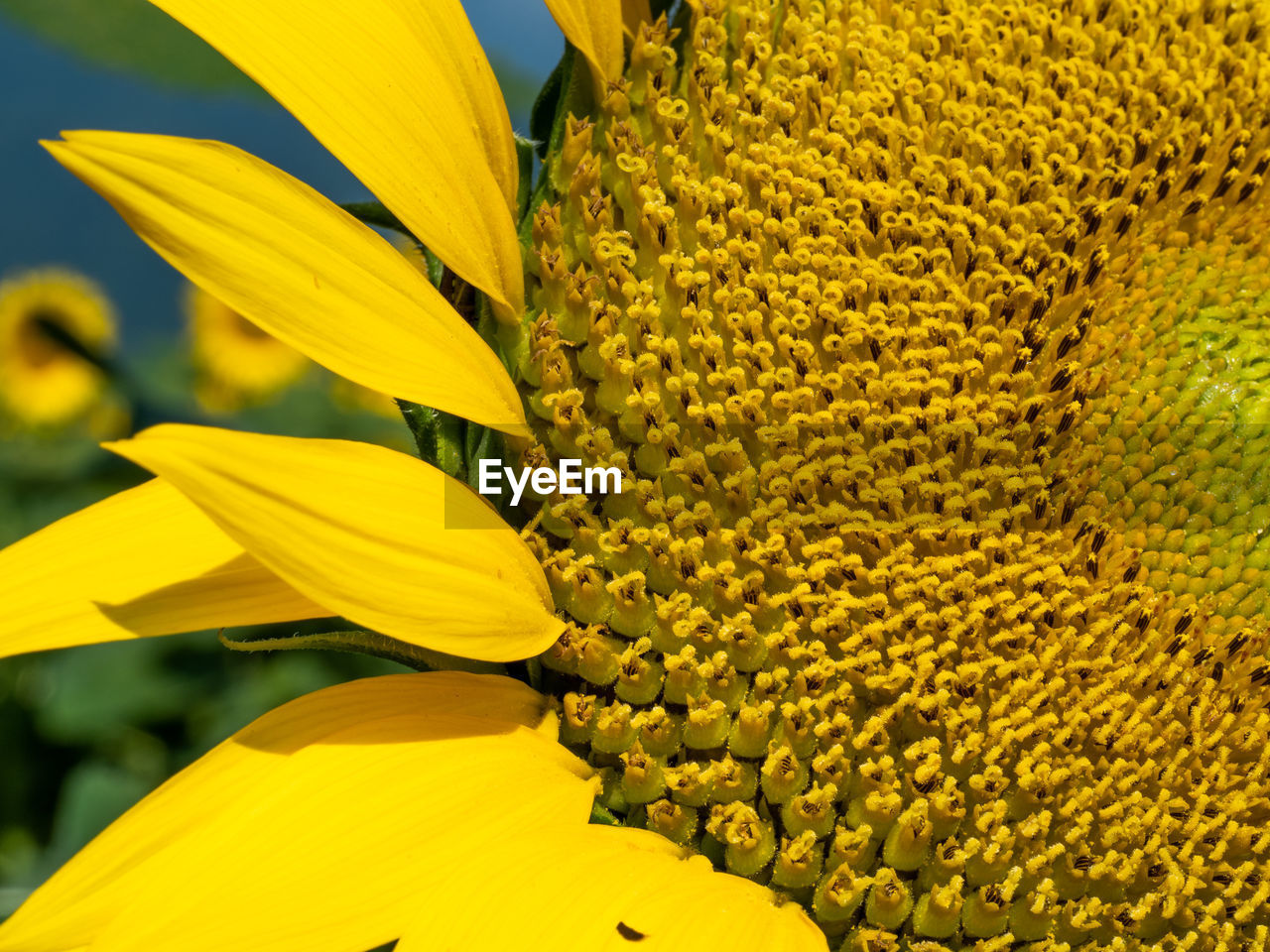 CLOSE-UP OF SUNFLOWER ON YELLOW FLOWER
