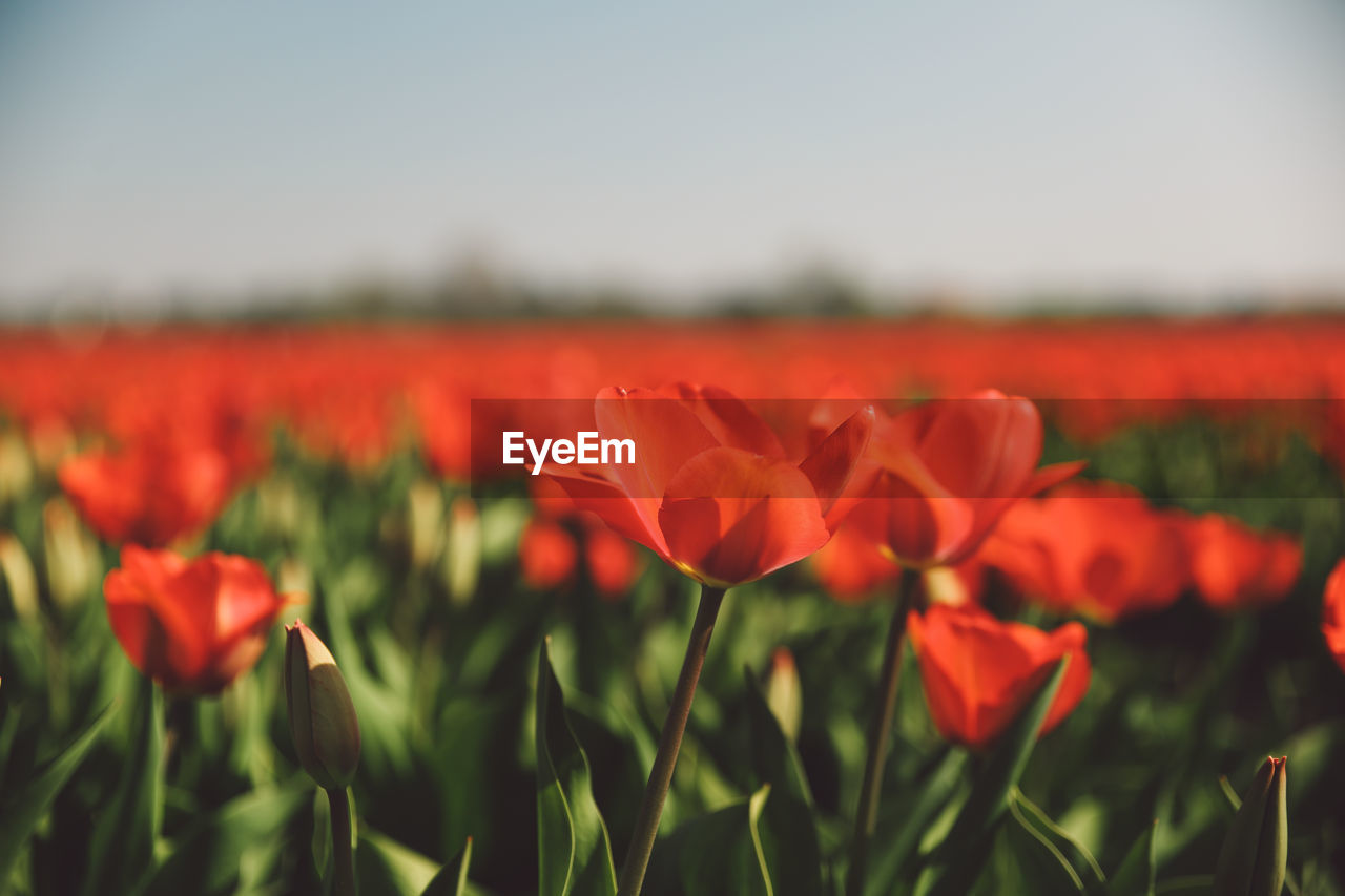 Close-up of red flowers blooming in field