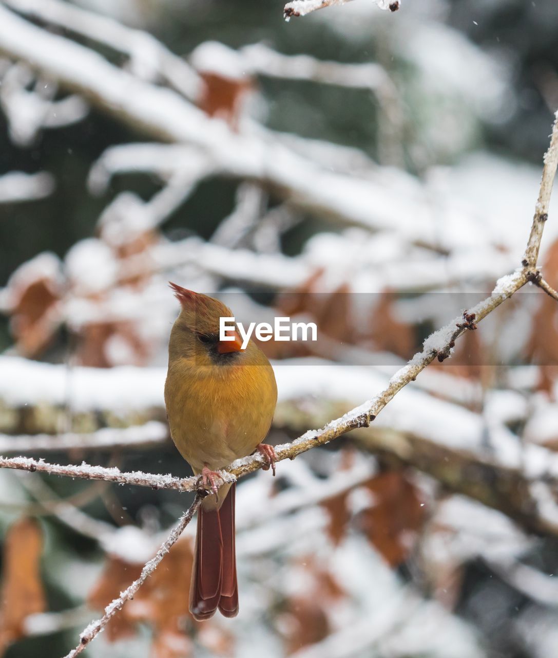 CLOSE-UP OF BIRD PERCHING ON OUTDOORS