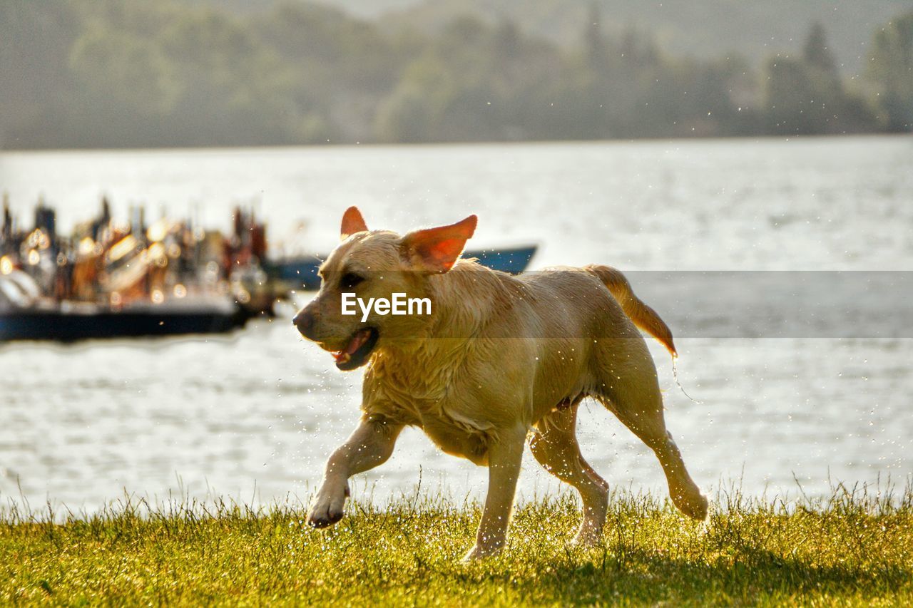 Dog by lake against sky