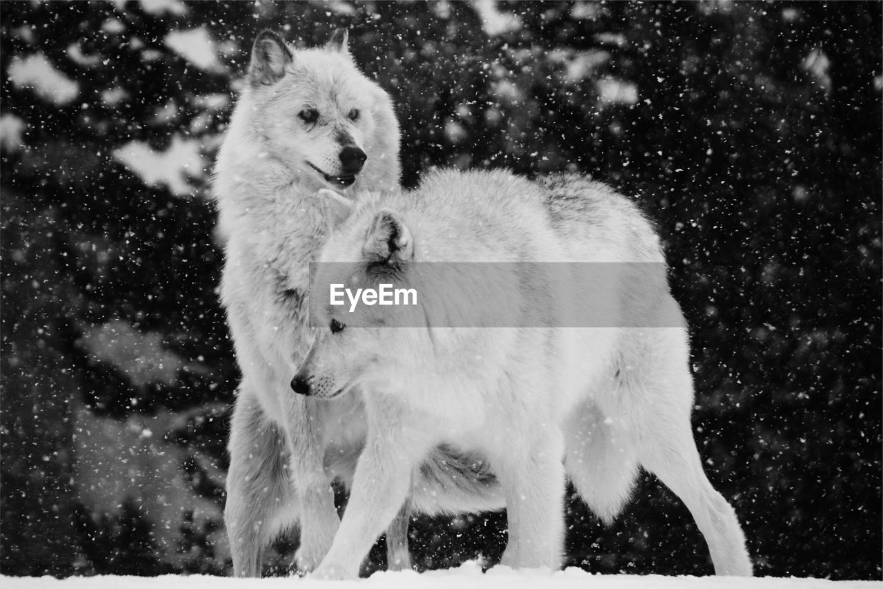 Two wolves playing in winter