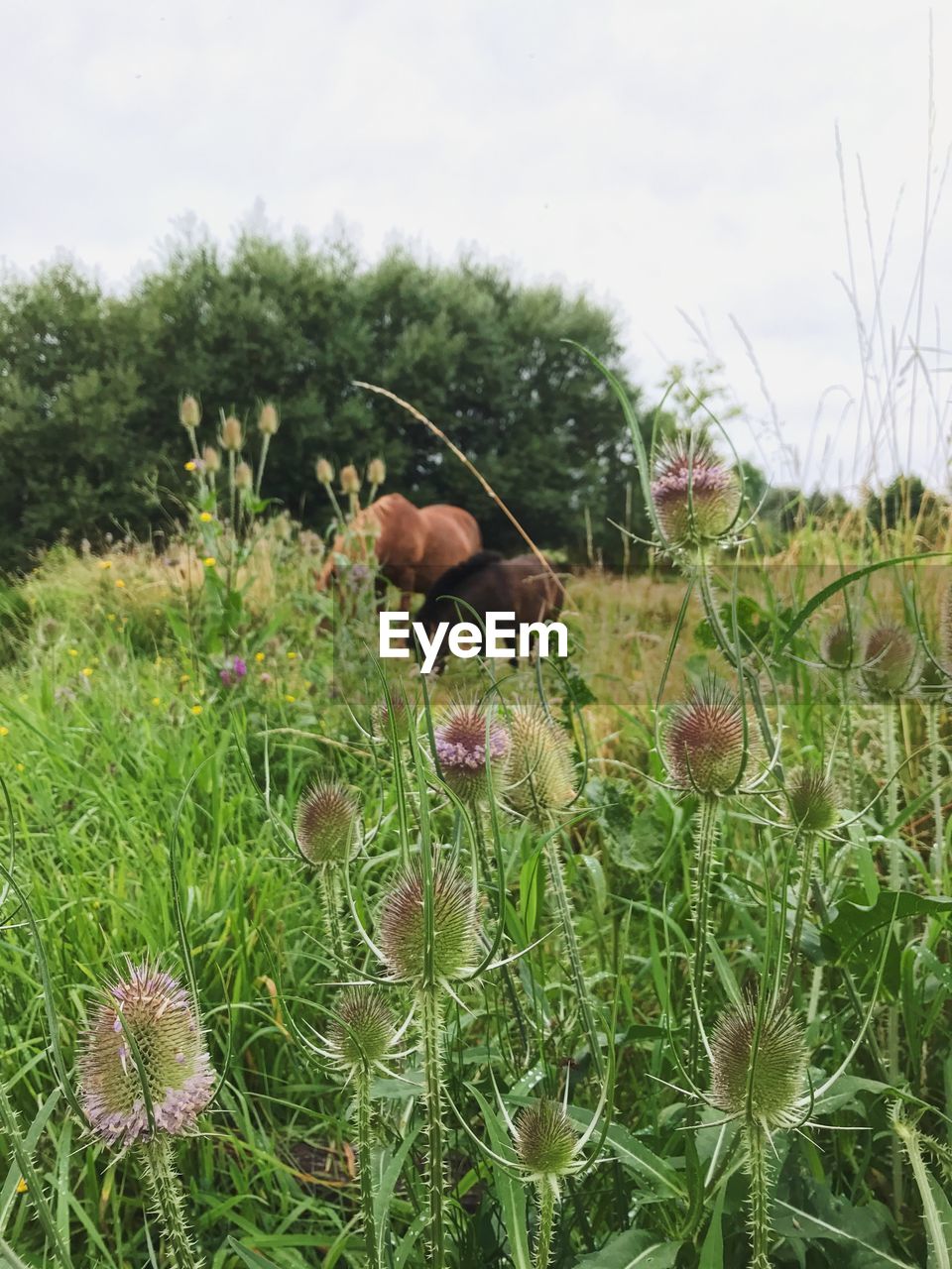 Close-up of flowering plants on field with horses 