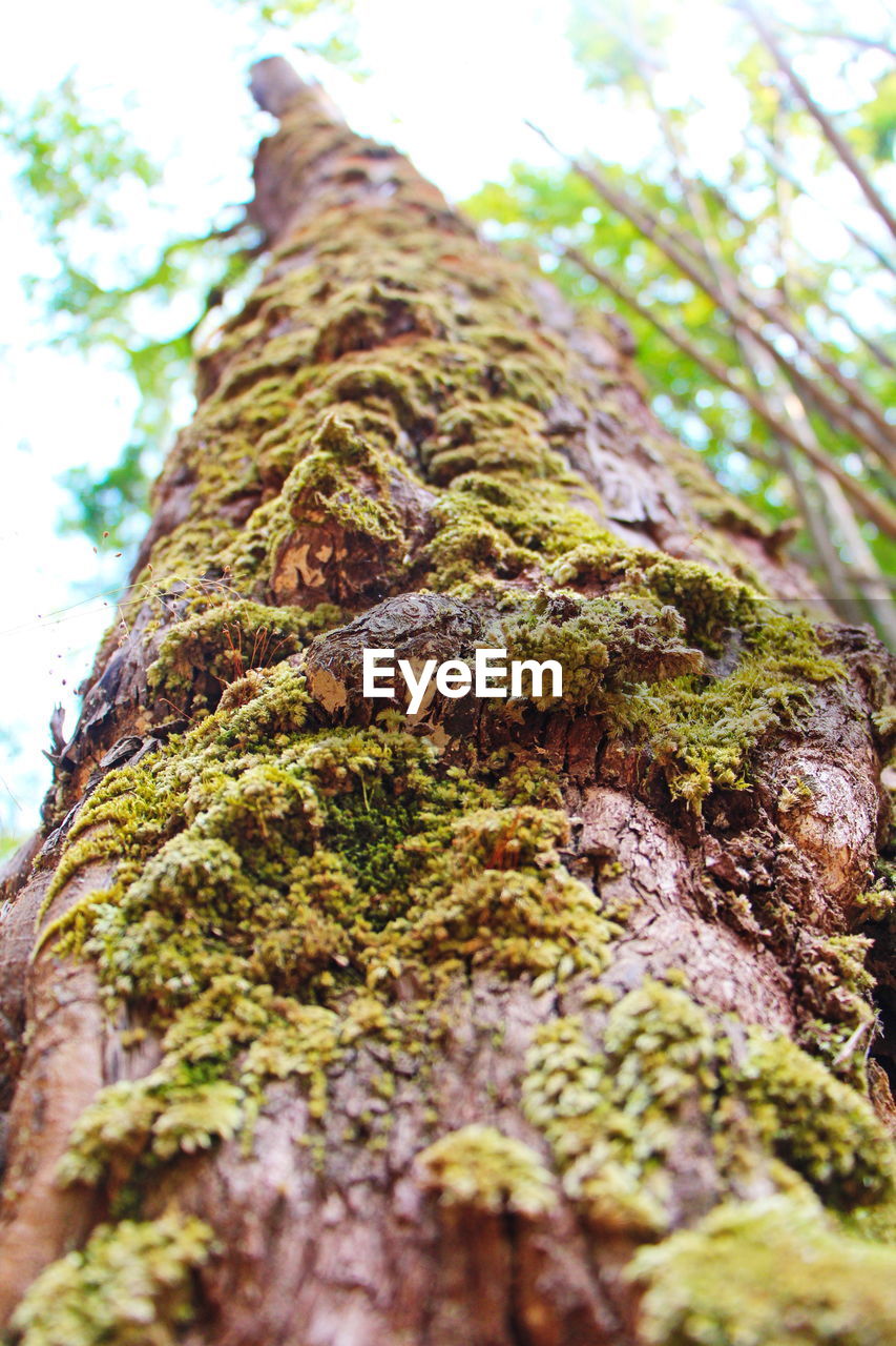 CLOSE-UP OF MOSS GROWING ON TREE TRUNK
