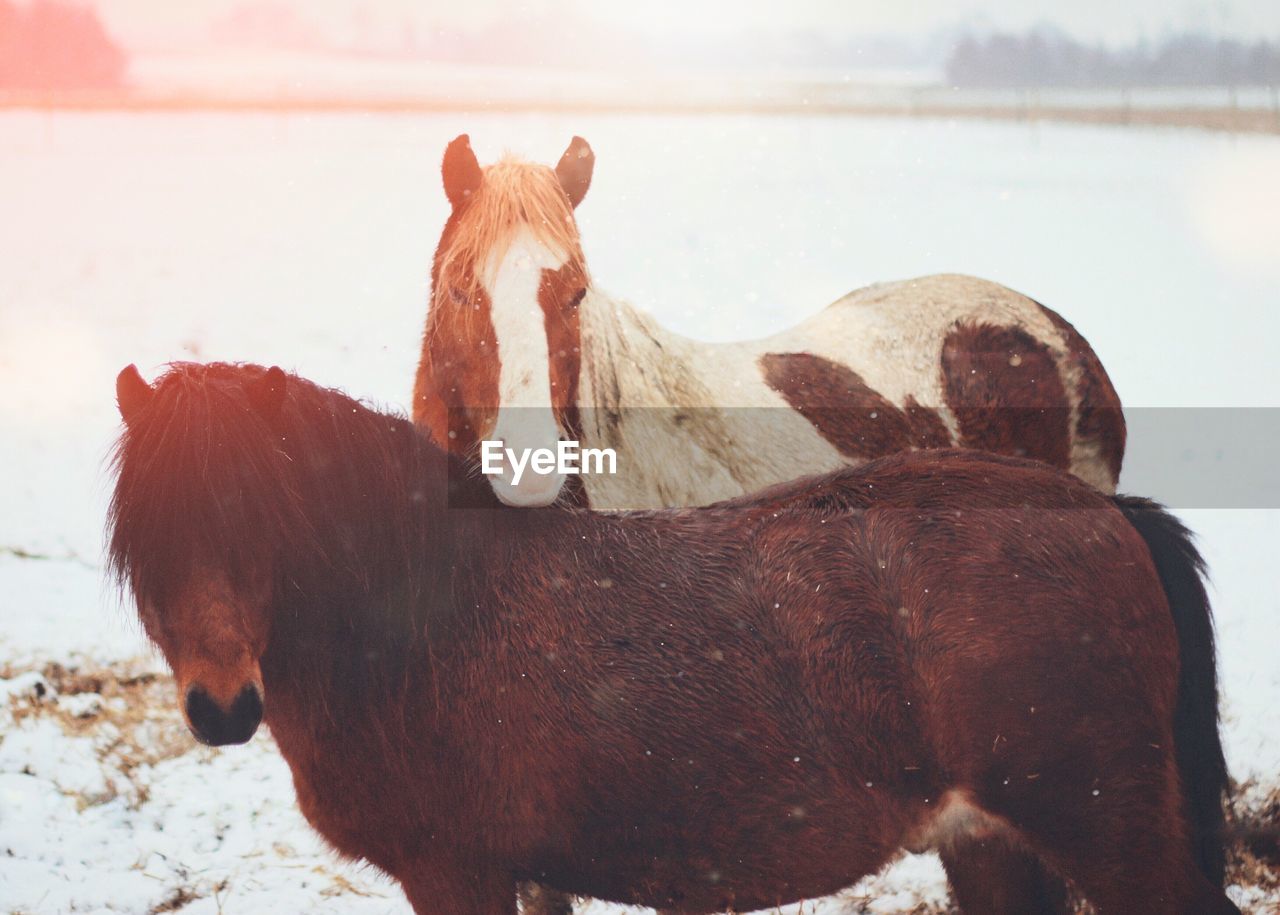 VIEW OF A HORSE IN WATER