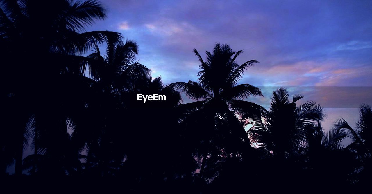 Low angle view of silhouette trees against sky