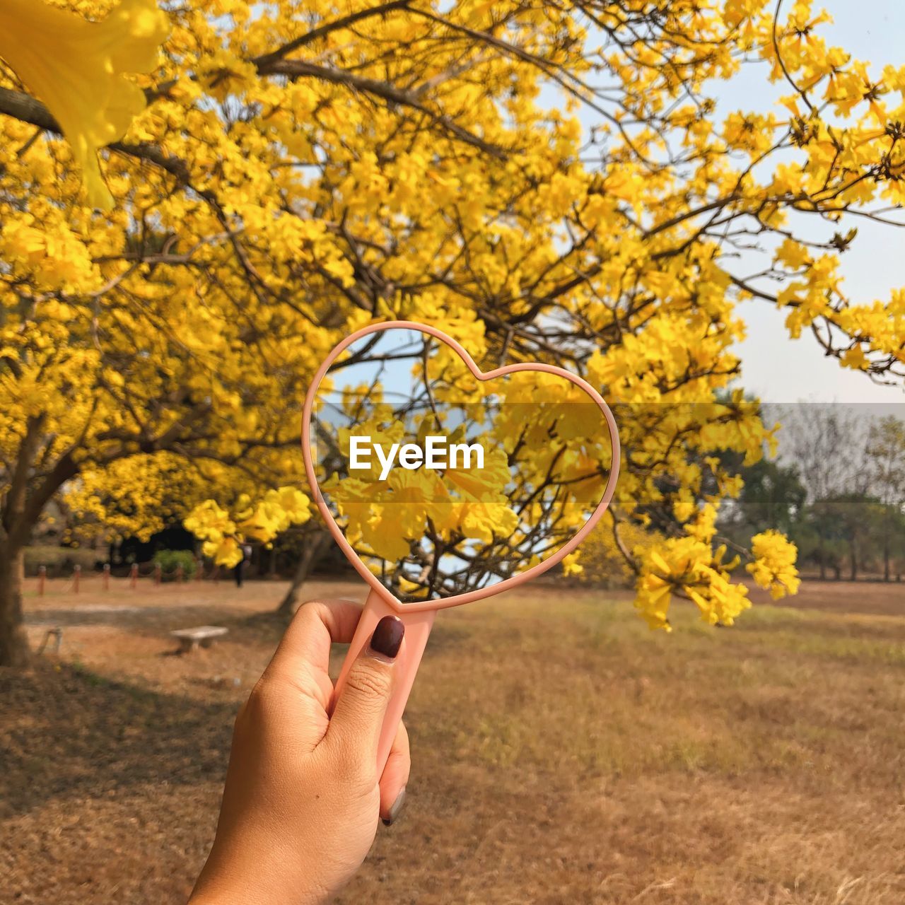 Cropped hand of woman holding heart shape mirror against trees in park during autumn