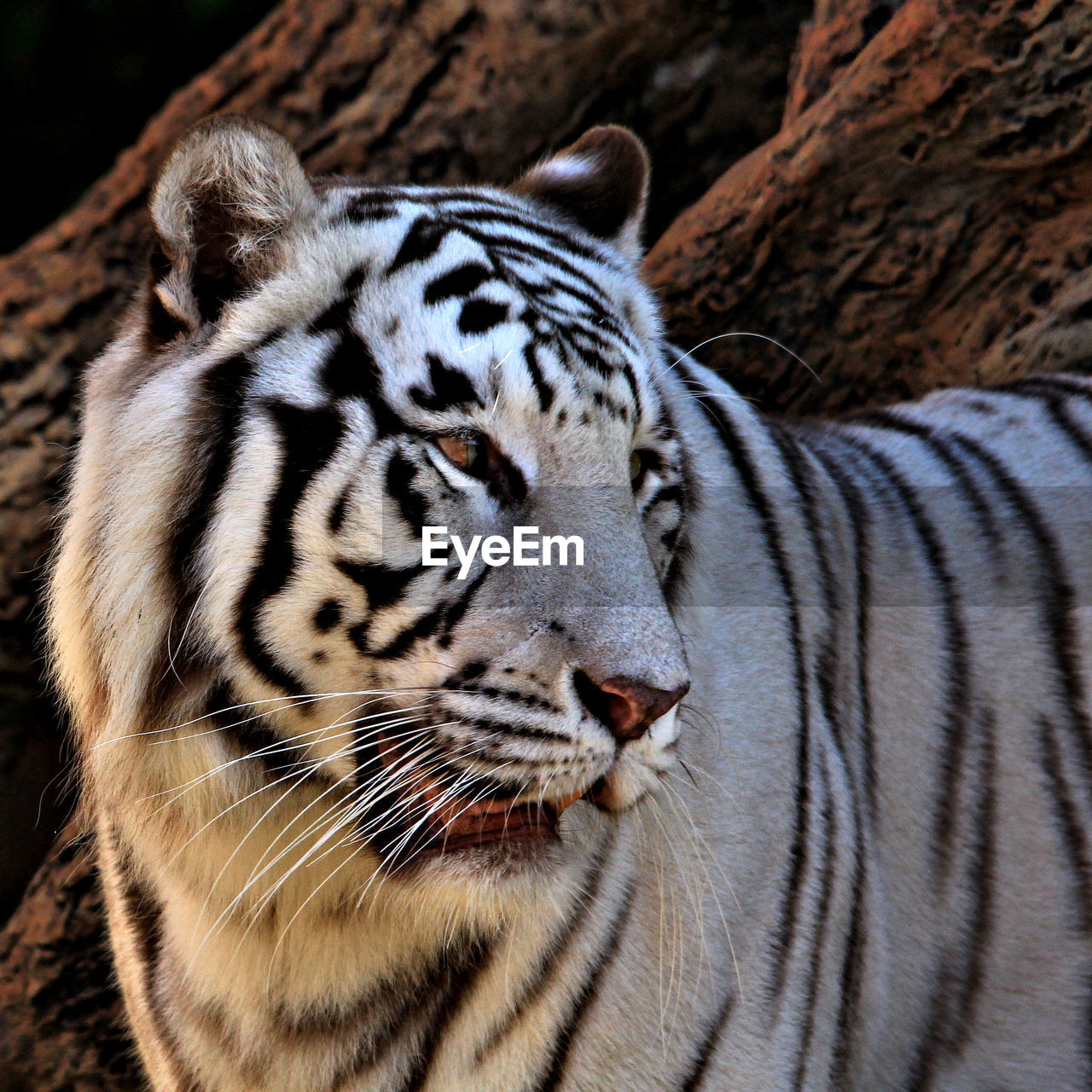 Close-up of tiger