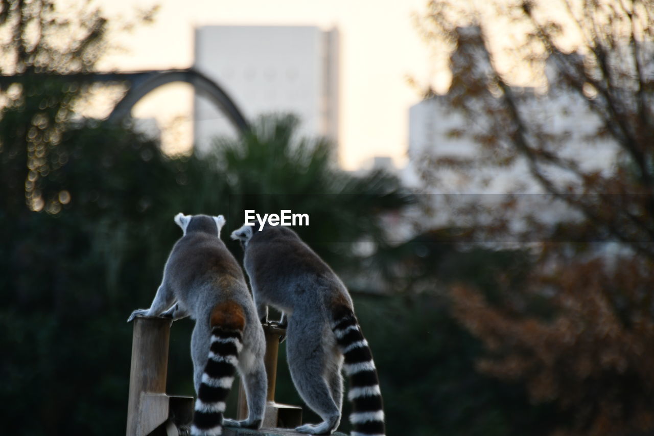 REAR VIEW OF TWO BIRDS