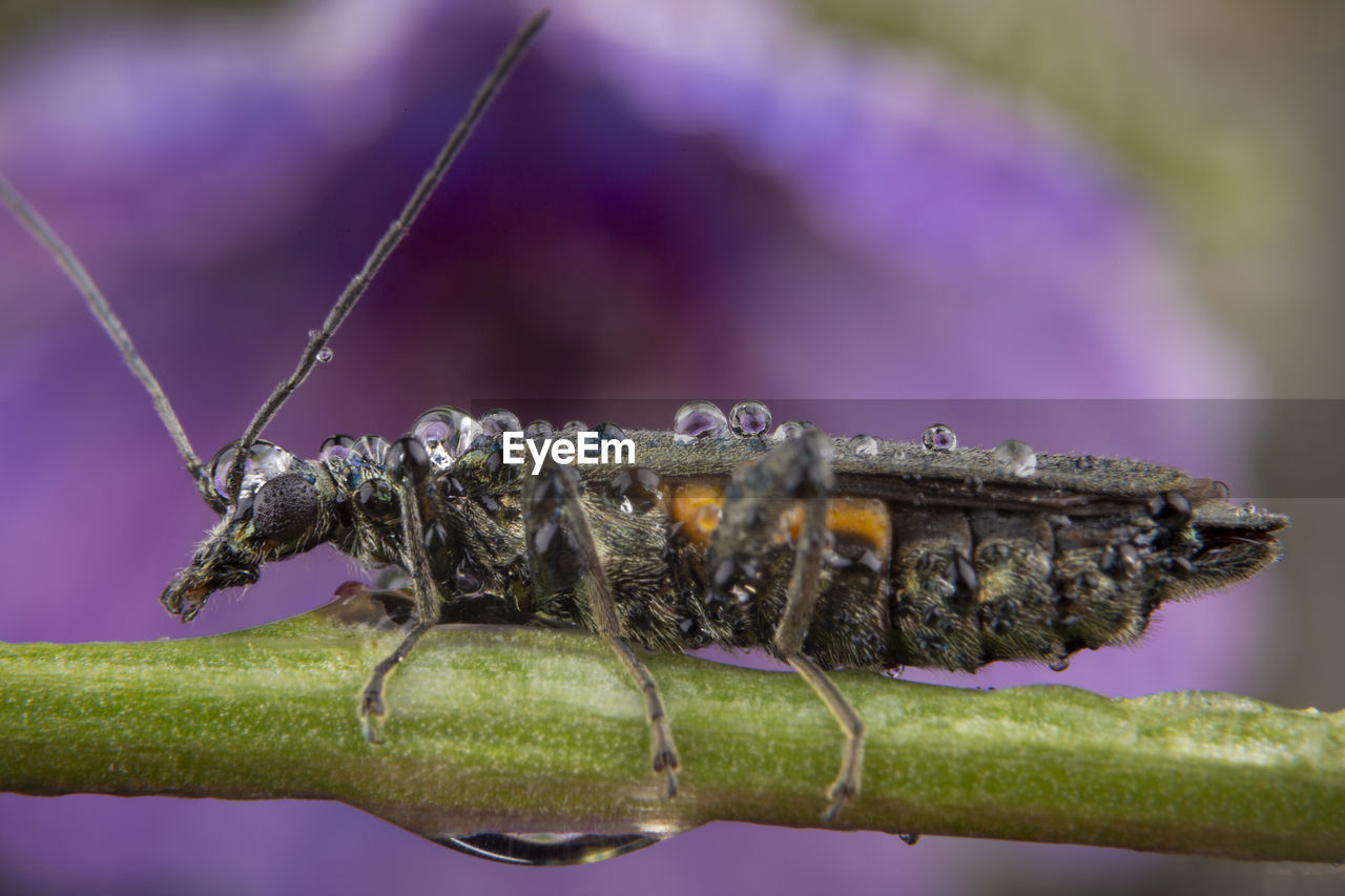 Female oedemera lurida posing on a green leaf